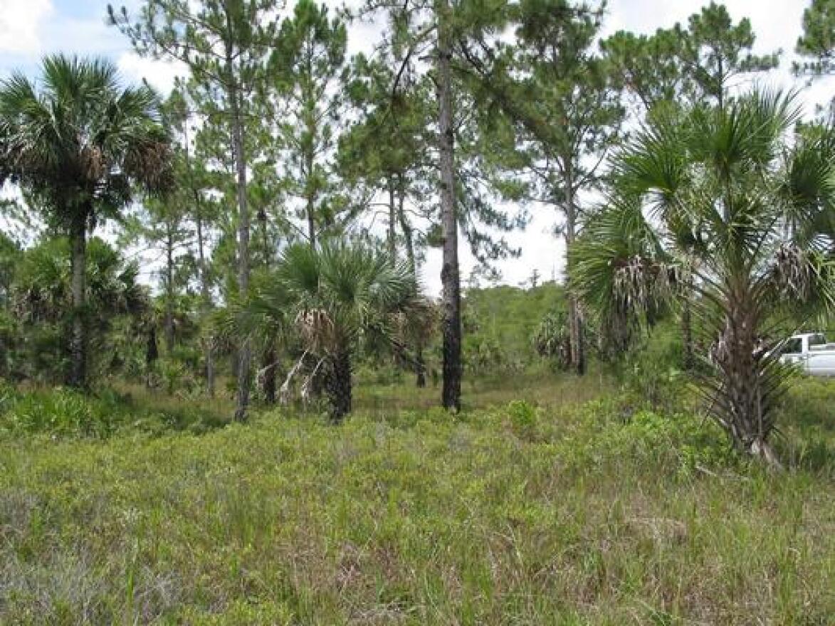 Federal officials are giving the state of Florida $40 Million to help restore timber in the Caloosahatchee Forest.